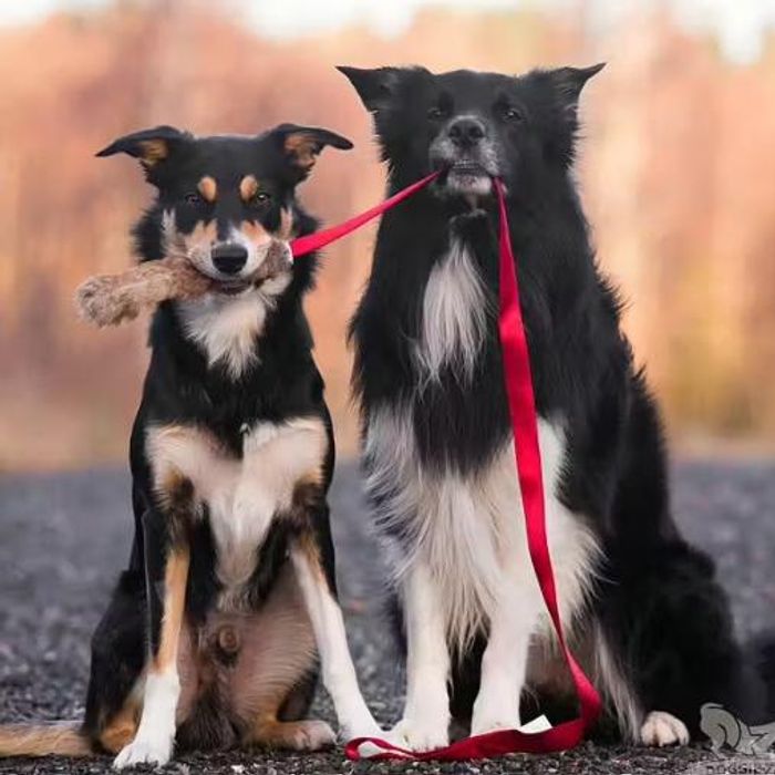Doggie-Zen Kaninpels med håndtak