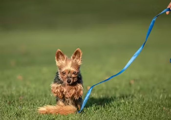Doggie-Zen Revepels med langt håndtak