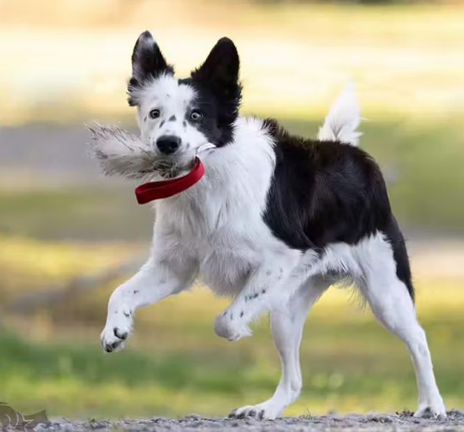 Hovedbilde Doggie-Zen Grevlingpels med håndtak, lommeformat
