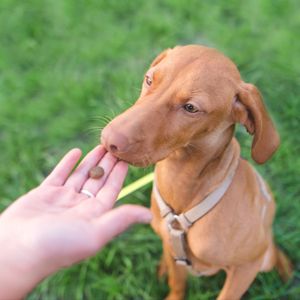 Hund som får en godbit