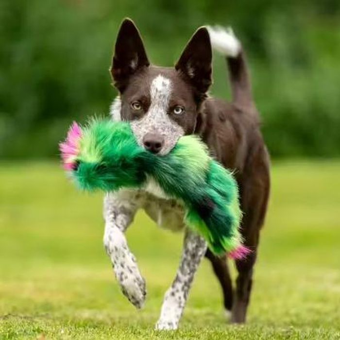 Doggie-Zen Prasselkaktus, leke med knitrelyd